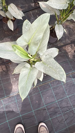 Philophendrom Gris