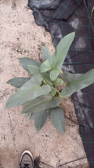 Philophendrom Gris