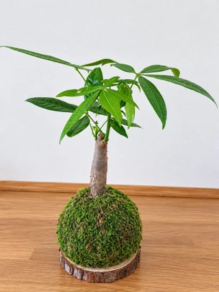 Kokedama Pachira Acuatica