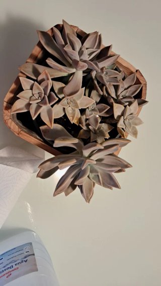 Planta Crasa Echeveria