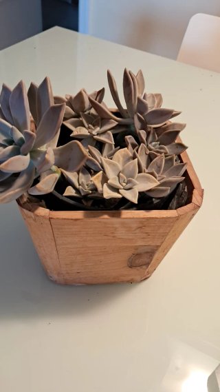 Planta Crasa Echeveria