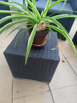 Conjunto Muebles Jardín Plástico Negro Gris