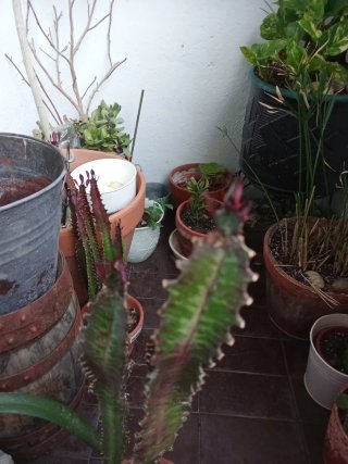 Planta Euphorbia en maceta