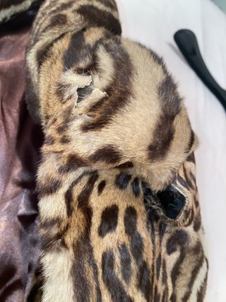 Pelliccia Ocelot Animalier da Riparare