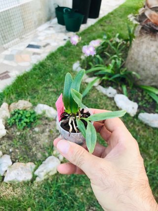 Cattleya Trianae