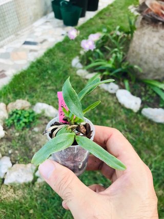 Cattleya Trianae