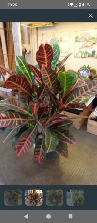 Planta Croton