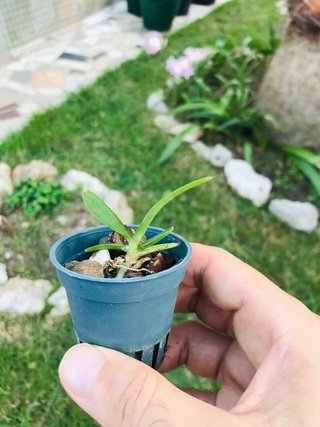 Vanda Yellow Tiger baby