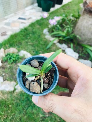 Vanda Yellow Tiger baby