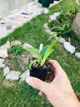 Cattleya jewel box