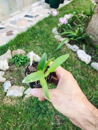 Cattleya jewel box