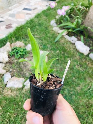 Cattleya jewel box