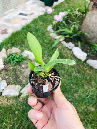 Cattleya jewel box