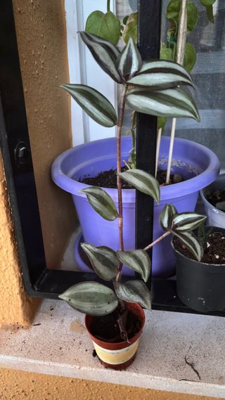 Esqueje enraizado Tradescantia Zebrina