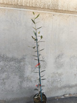 Piantine di Ulivo di Cordova