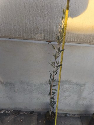 Piantine di Ulivo di Cordova