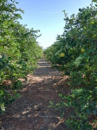 Finca de naranjos