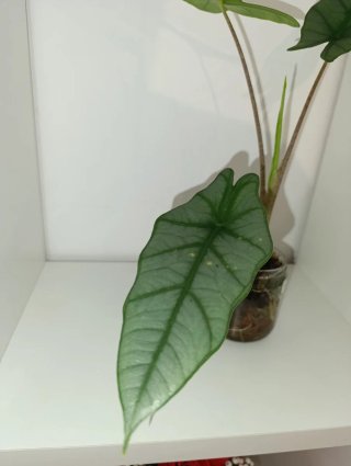 Cormos Alocasia Heterophylla