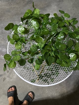 Jaula decorativa con plantas artificiales