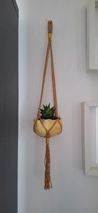 Plantas -  Haworthia en macetero colgante