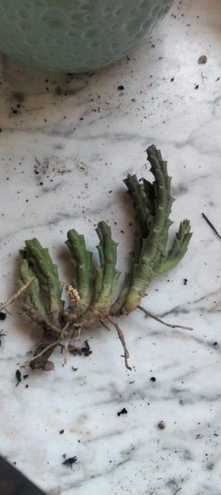 Esqueje Stapelia variegada enraizado