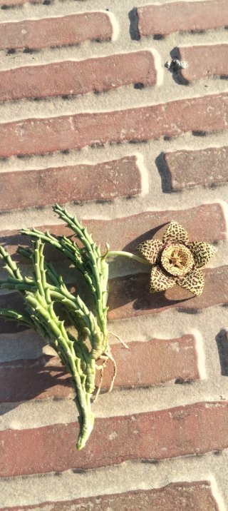 Esqueje Stapelia variegada enraizado