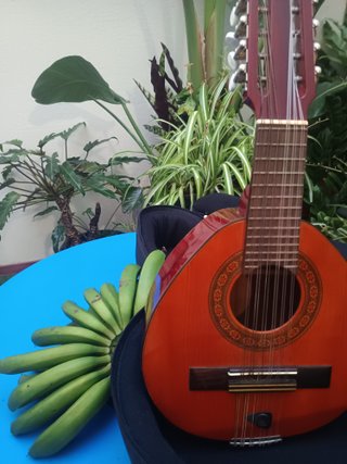 Bandurria con funda