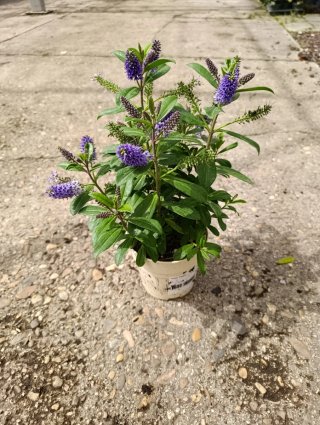 Hebe sp. Planta con flores moradas