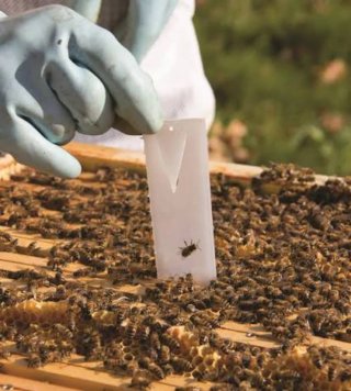 Trattamento Varroa per Api