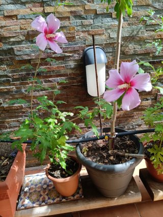 Hibisco Siríaco Rosa