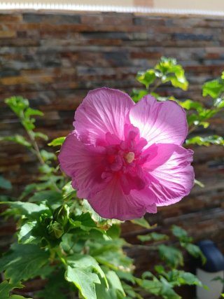 Hibisco Siríaco Rosa