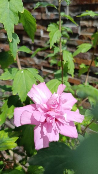 Hibisco Siríaco Rosa