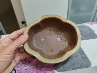 Maceta Bonsái Japonesa Shohin Cerámica. A
