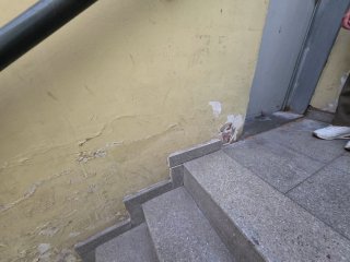 Pintura y alisado de paredes