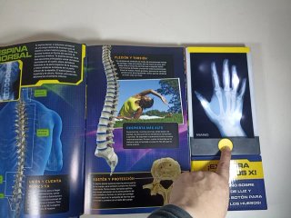 Rayos X El cuerpo humano con radiografías reales