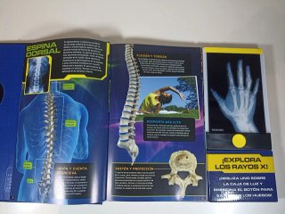 Rayos X El cuerpo humano con radiografías reales