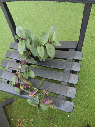 Tradescantia en maceta