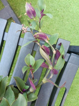 Tradescantia en maceta