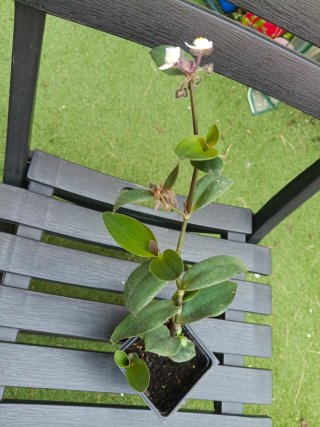 Tradescantia en maceta