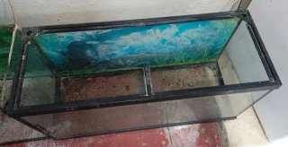 Terrario grande + 2 urnas acuario