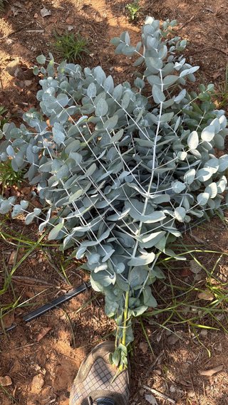 Eucalipto Cinerea y Baby Blue