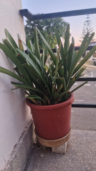 Clivia en maceta grande de plástico