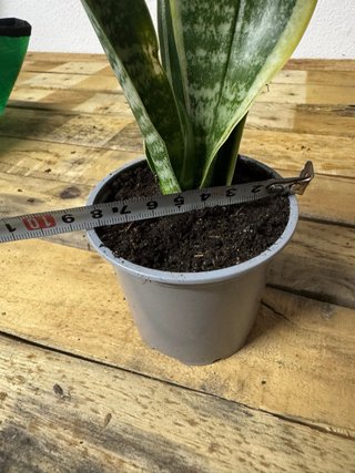 Espada de São Jorge em vaso