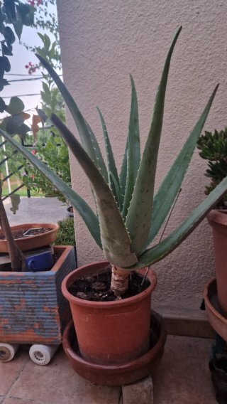 Planta Aloe Vera en maceta grande de plastico