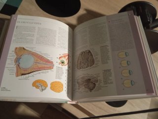 ATLAS ILUSTRADO ANATOMIA