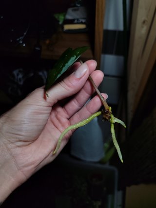 Anthurium Ace of Spades Dark Form