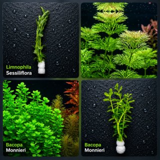 Pack Aqua Plantas Aquário