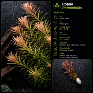 Pack Aqua Plantas Aquário