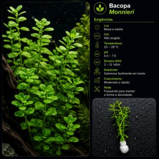 Pack Aqua Plantas Aquário