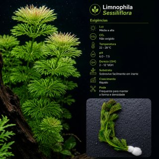 Pack Aqua Plantas Aquário
